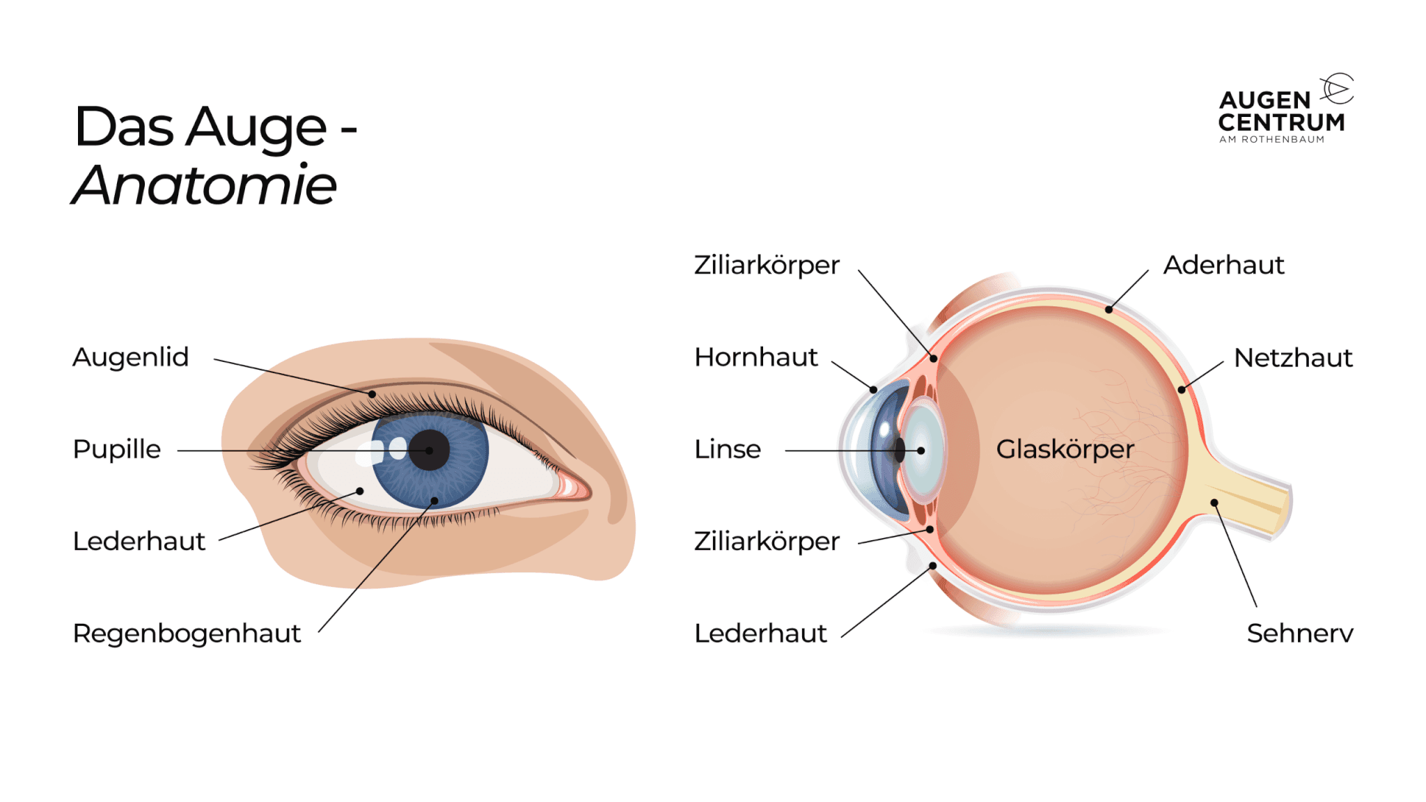augencentrum-rothenbaum-anatomie-auge-20260806-093716